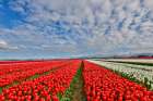 USA, Washington State. Skagit Valley, tulips grown in field Art Print